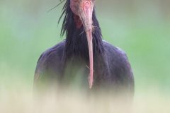 Ibischauve240613-scaled