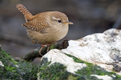 Troglodyte060222-scaled