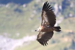 Vautours15088-scaled