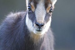 chamois01014-scaled