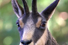 chamois110913_1-scaled