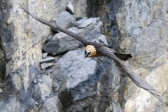 gypaete18111-1-scaled