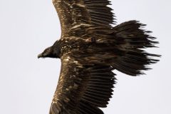 gypaete181113-scaled