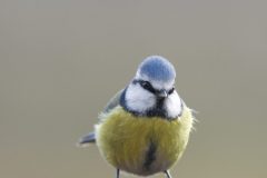 mesange0602222-scaled