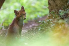 renardeau09057-scaled