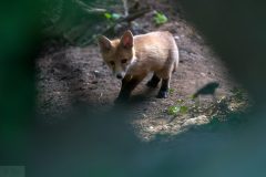 renardeau10056-scaled