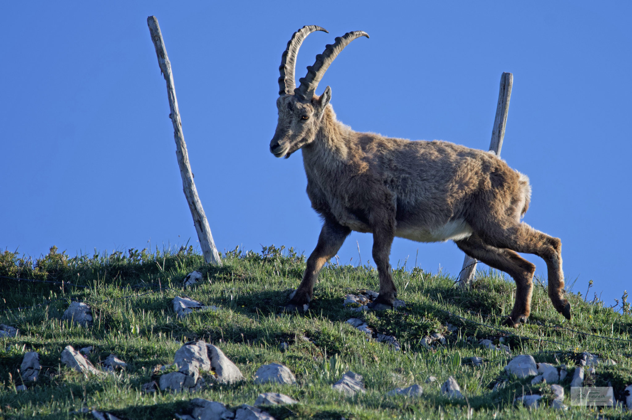 Le Bouquetin des Alpes – ZOOM-NATURE.CH