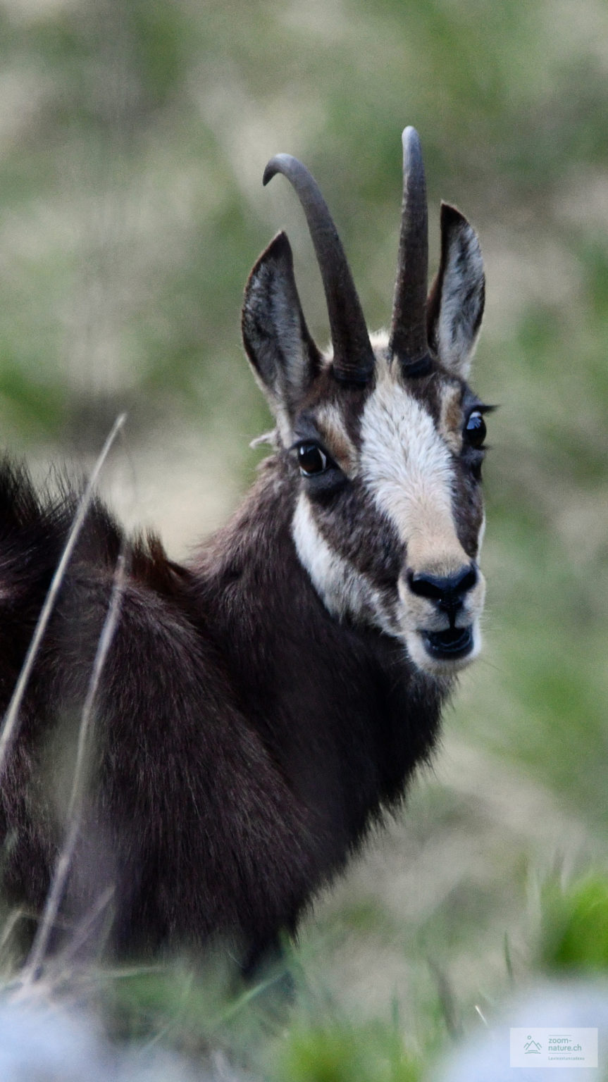 Comment S'appelle Le Petit Du Chamois L'âge du chamois - ZOOM-NATURE.CH