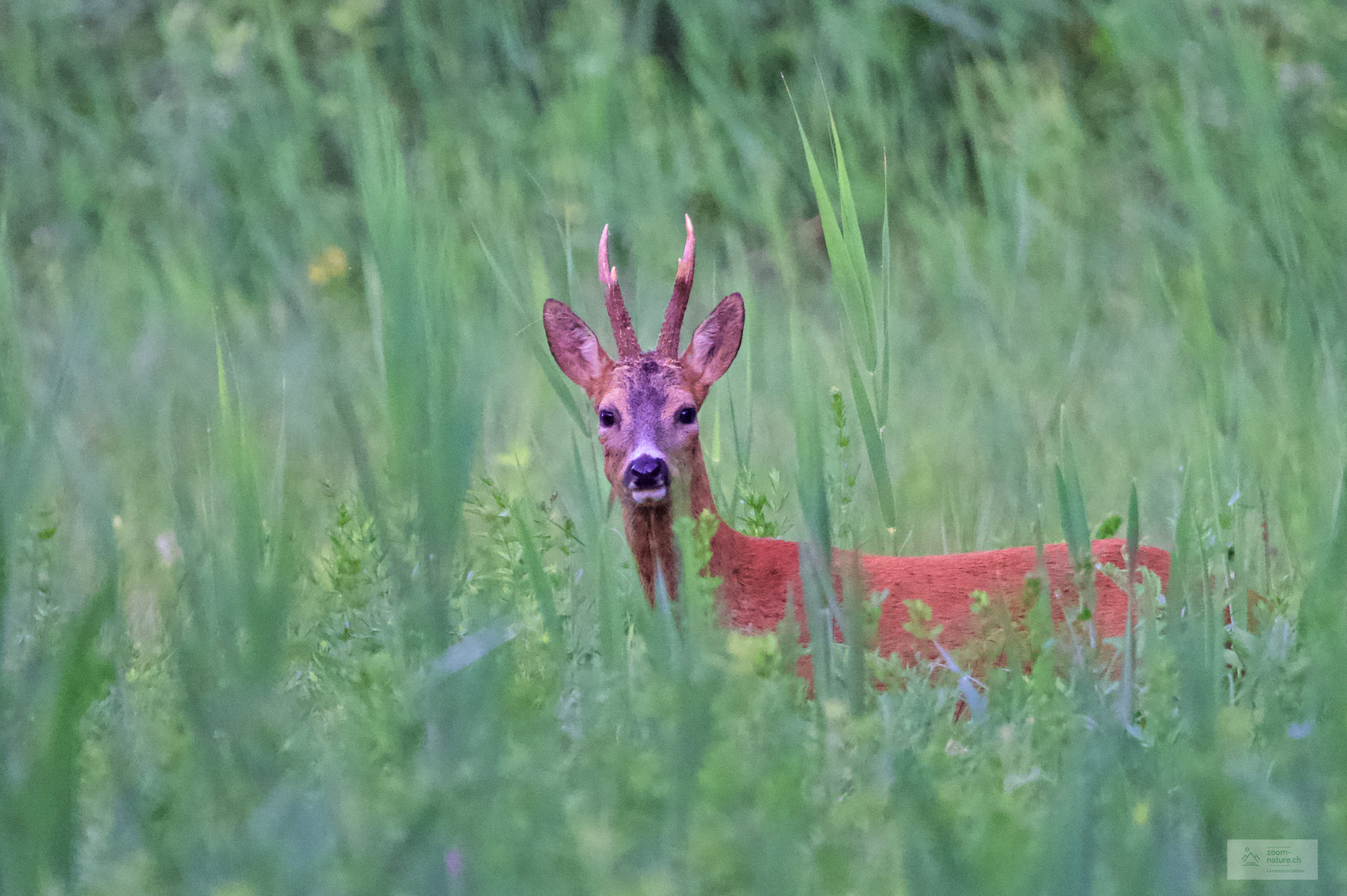 Les chevreuils – ZOOM-NATURE.CH