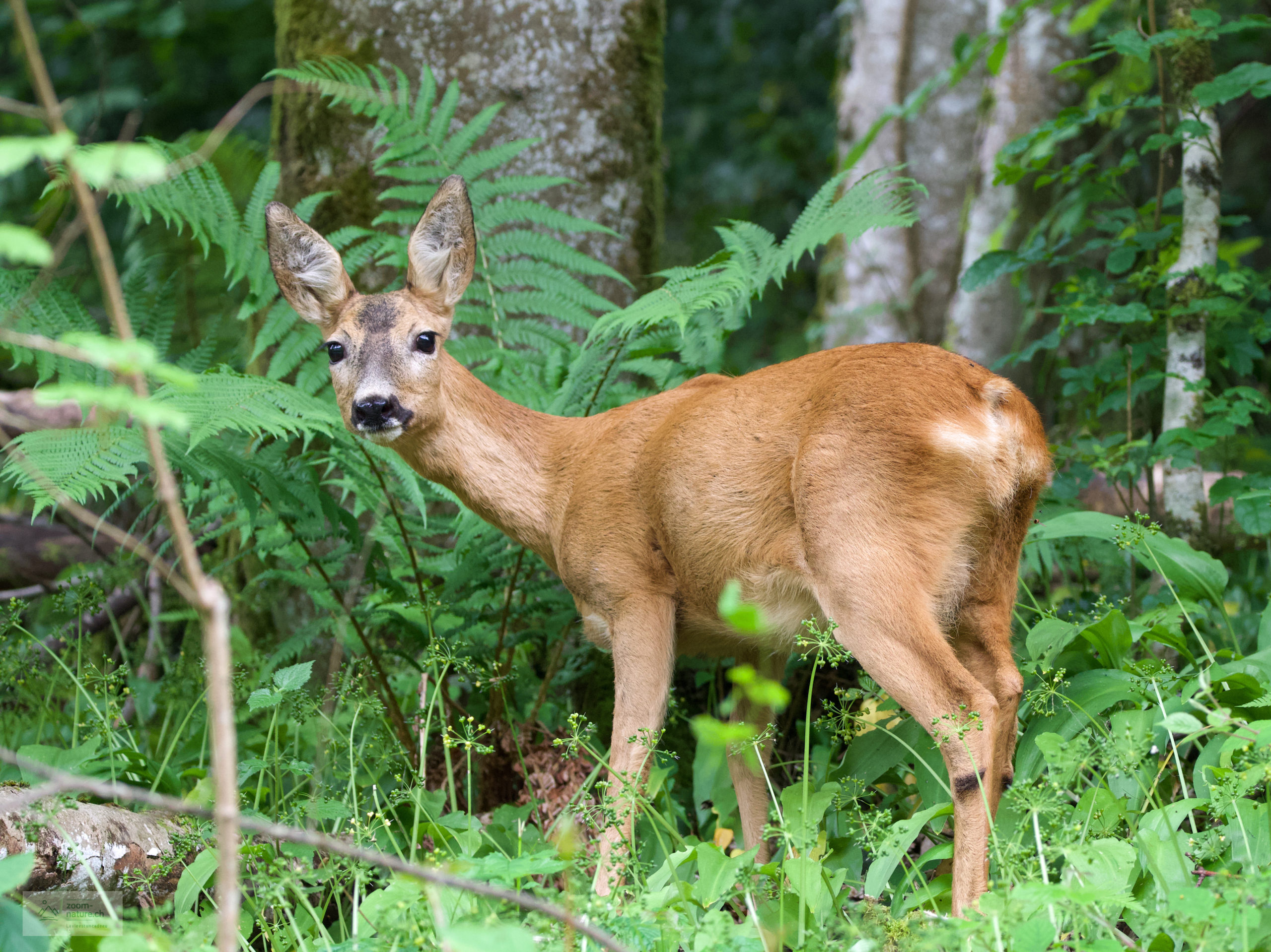 Les chevreuils - ZOOM-NATURE.CH