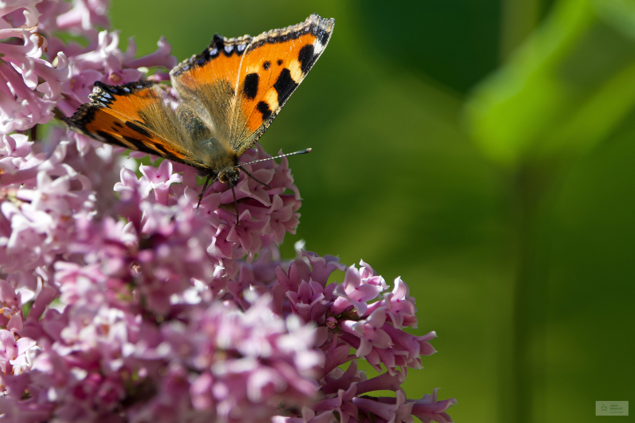 Insectes du jardin - ZOOM-NATURE.CH