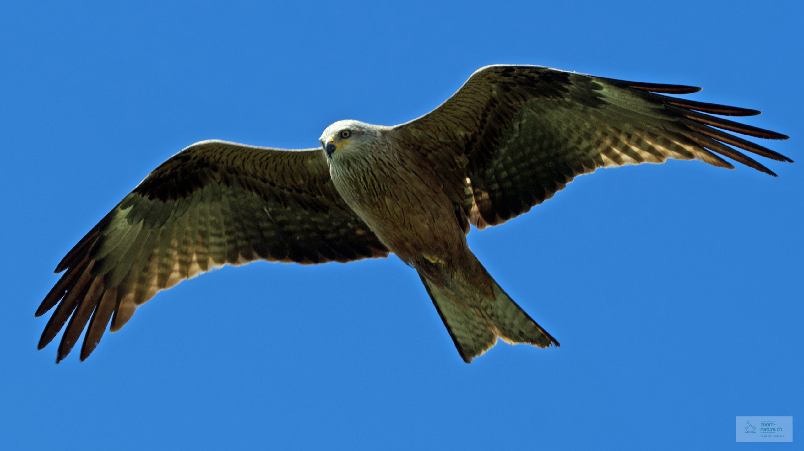 Les rapaces ZOOMNATURE.CH