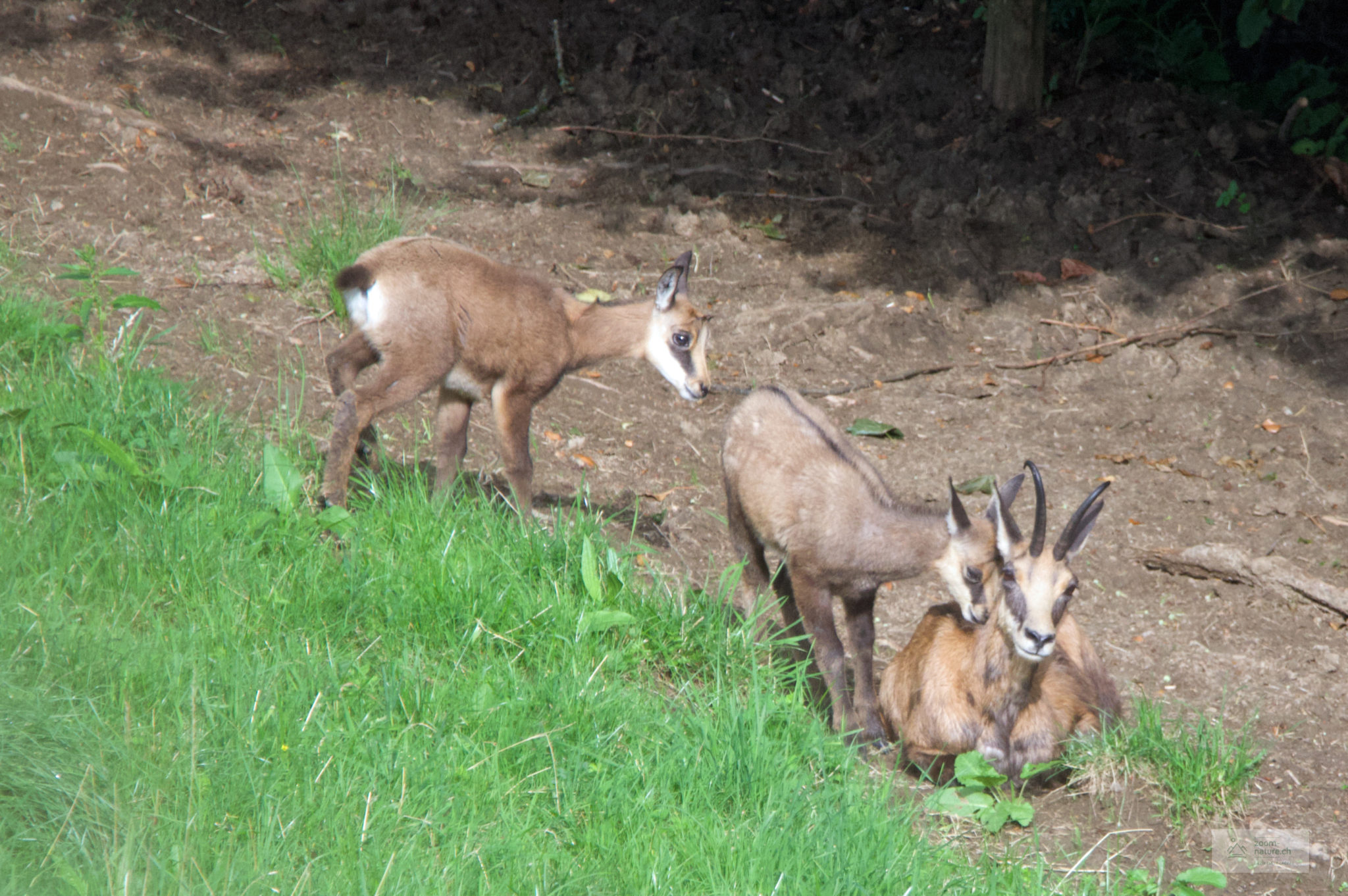 Les chevreaux ZOOMNATURE.CH