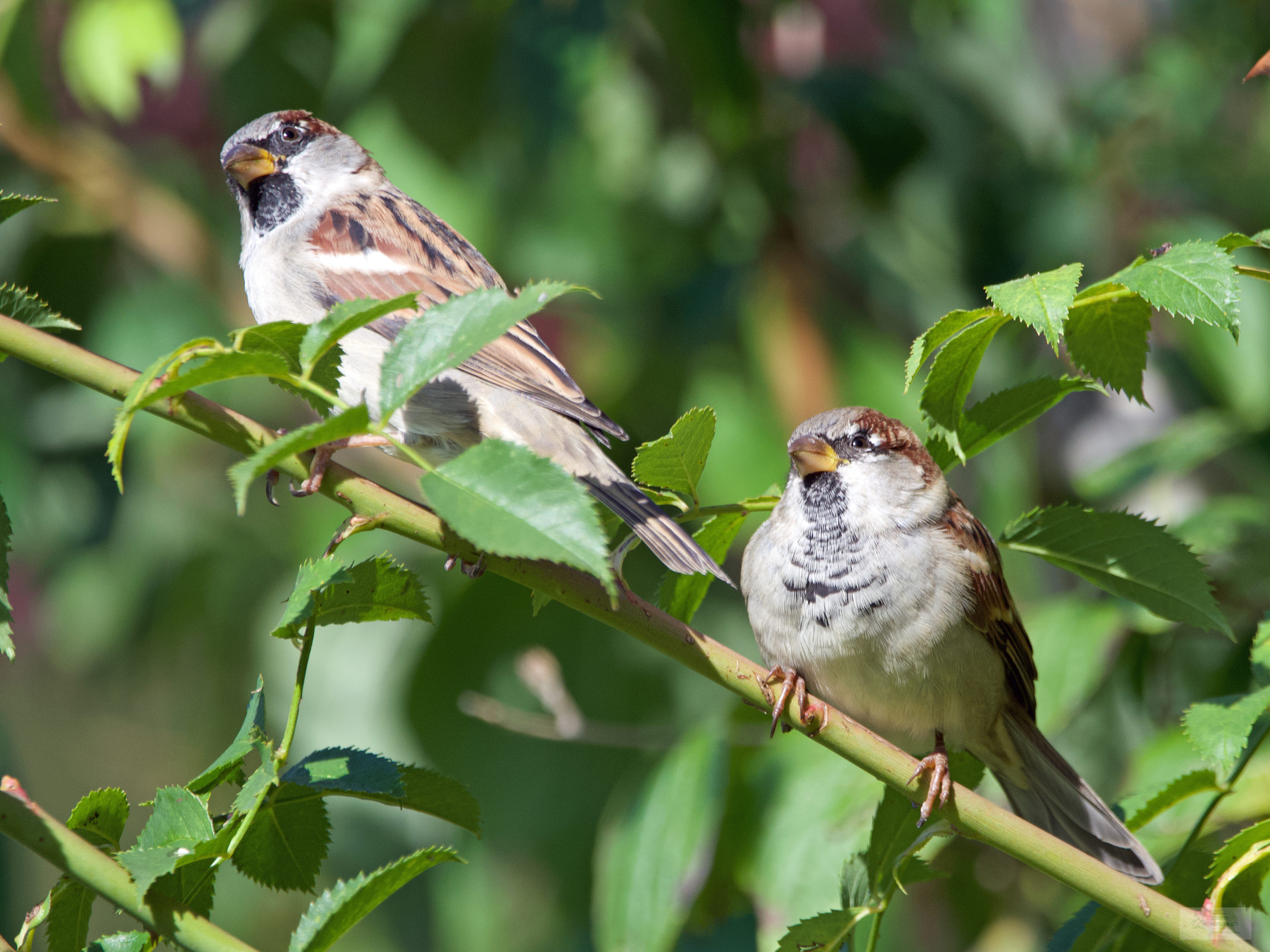 Le moineau domestique ZOOMNATURE.CH Le moineau domestique ZOOMNATURE.CH