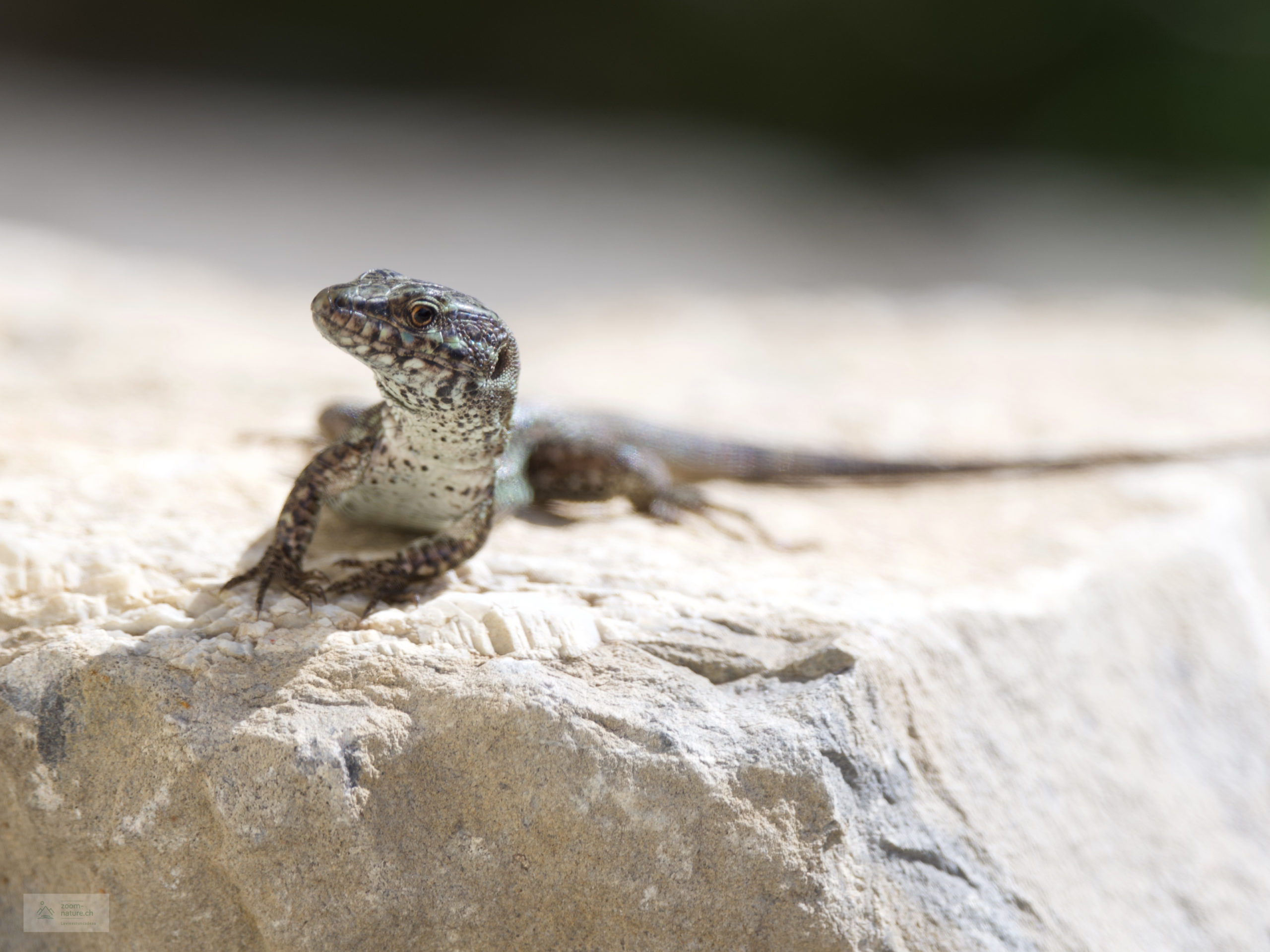 Le lézard - ZOOM-NATURE.CH